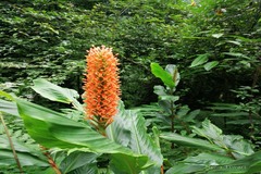 Hedychium densiflorum